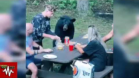¿Pueden los osos oler la comida dentro de su casa?