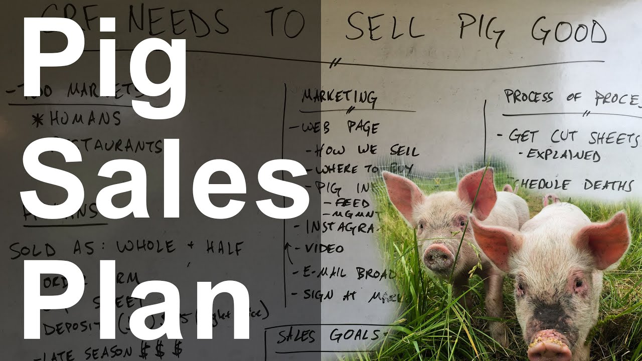 Pig Sales Plan