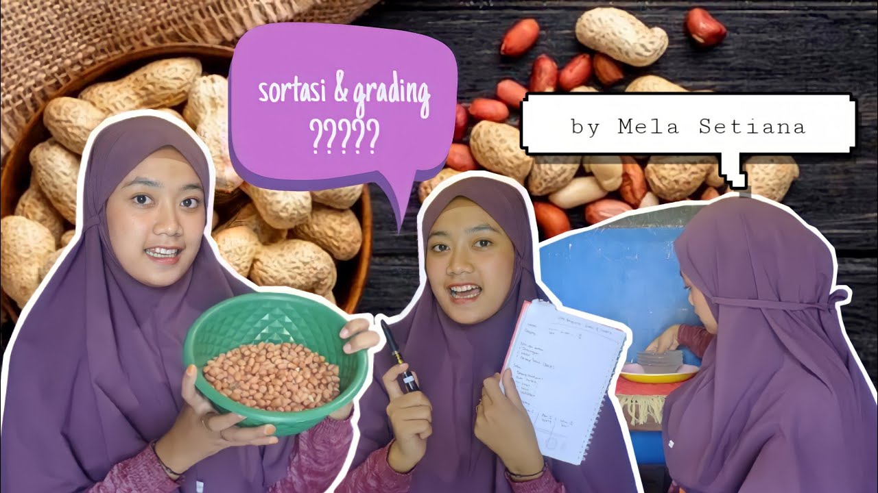 SORTASI & GRADING | KACANG TANAH | PENANGANAN PASCA PANEN - YouTube