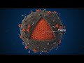 HIV Scientifically Accurate 3D Model
