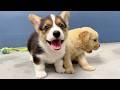 The Tiny Golden Retriever Was So Lost… Until the Corgi Showed Up 🥹🐾| Paws &amp; Meows