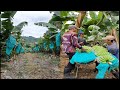 This Is The Way  We Harvest Banana