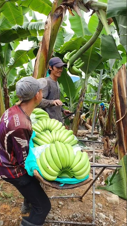 This Is The Way  We Harvest Banana