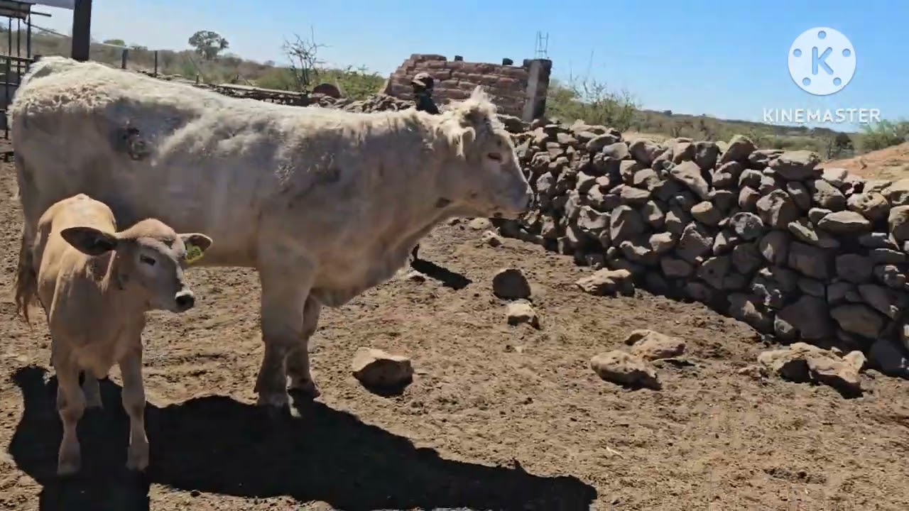 14  febrero y el gale no se acava