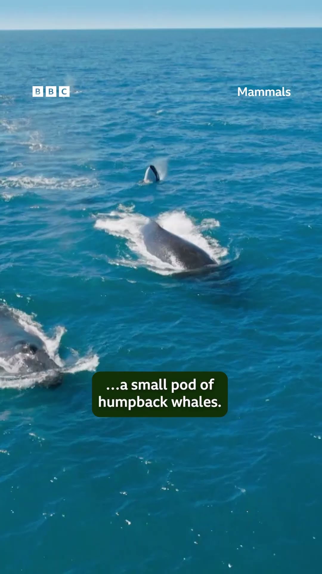 Incredible orca hunt ? #Mammals #Shorts #Orca