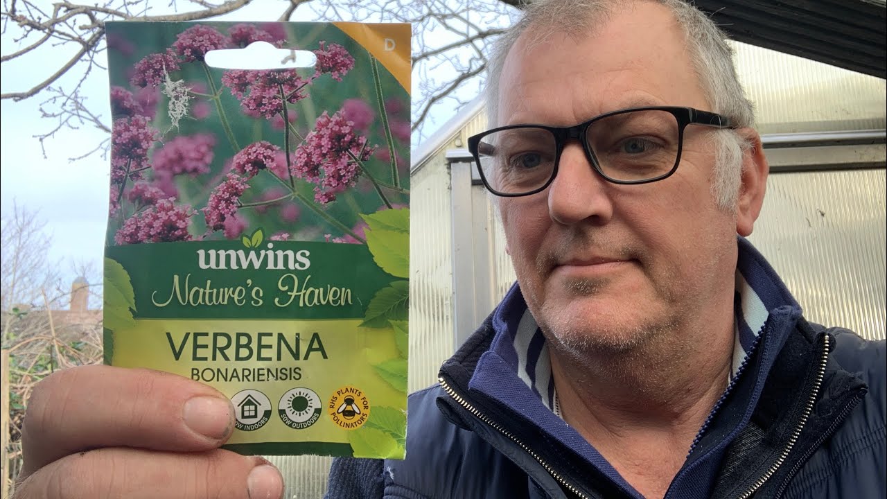 How to Grow Verbena from Seed - Verbena Bonariensis