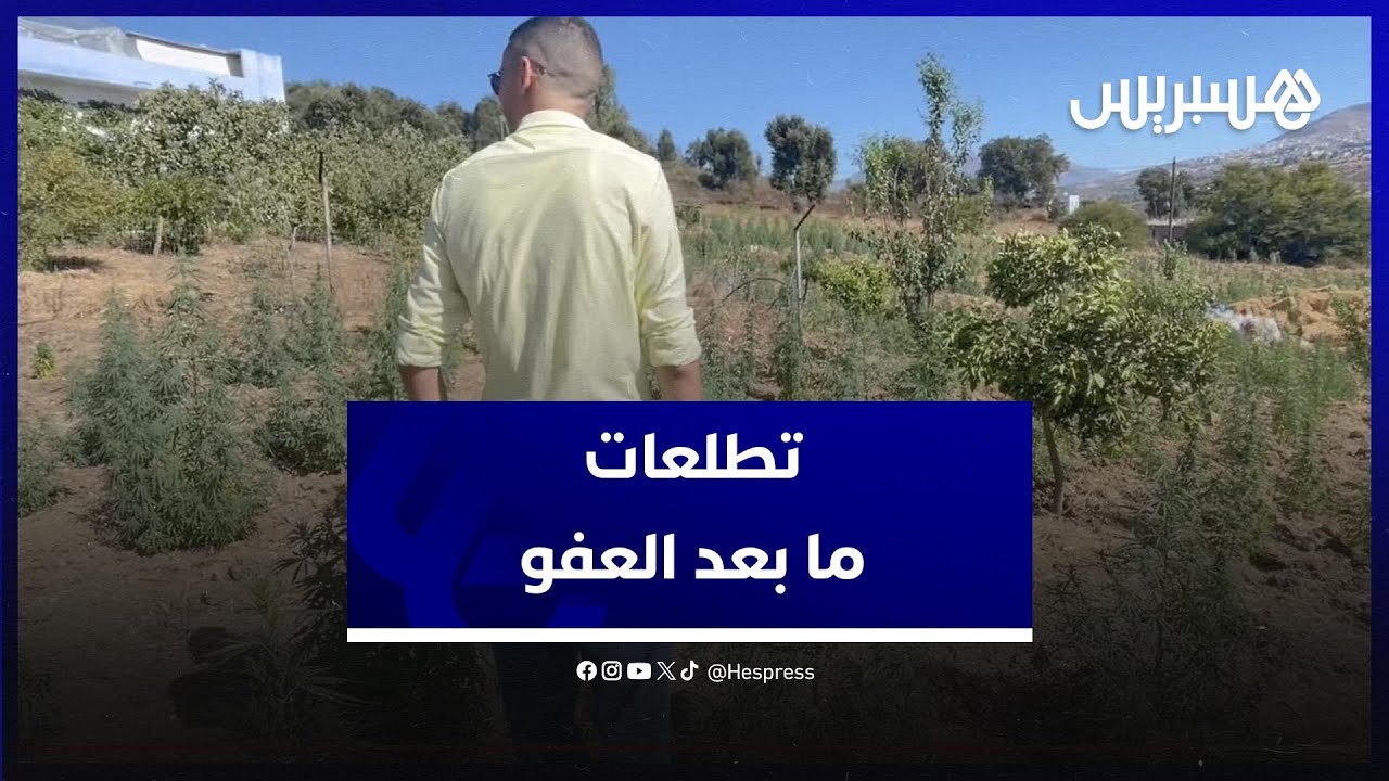 تطلعات مسؤول بالوكالة الوطنية لتقنين زراعة القنب الهندي وفلاح لما بعد العفو الملكي بإقليم شفشاون