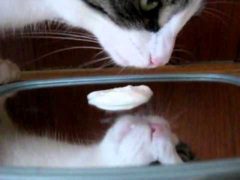 cats eating yogurt on