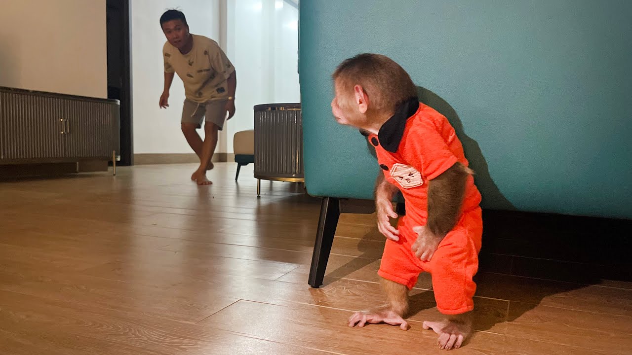 Too Hilarious🤣🐒Naughty Cubis monkey escapes, Best chase with dad