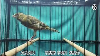 F1GIBOSSO, F1YS, F1OFFICIAL HANGING MATERIALS!! PLEASE GAS BOS Q