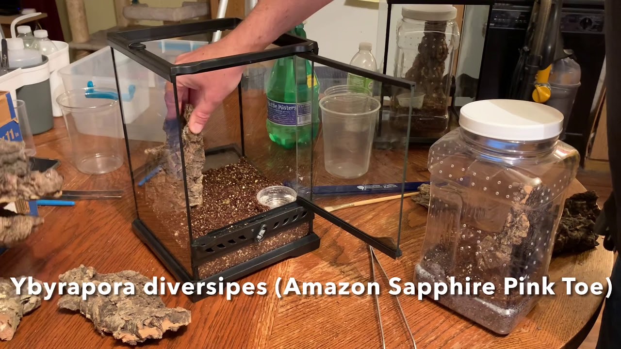 Ybyrapora diversipes ( Amazon Sapphire Pink Toe) Rehousing YouTube