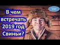 В чем встречать 2019 год Свиньи