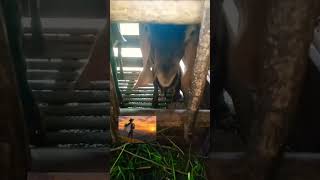 Tukang ngarit berkelana cari stock idul adha, KOPLAK ngarit ngarit gassss poollll.,