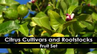Citrus Pruning: 1. Pruning Principles