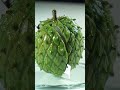 Annona Soursop Cutting Reveal Nature S Spiky Gem Anoda Fruit Soursop Cut 