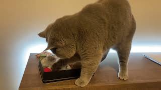 British shorthair choosing his favorite toy 😂🐾😍❤️🐈‍⬛🔝 by British Shelby 17 views 2 years ago 1 minute, 57 seconds