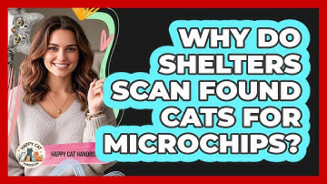 Why Do Shelters Scan Found Cats For Microchips? - Happy Cat Handbook