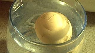 Water Candling again :) Float Test. Net Worth