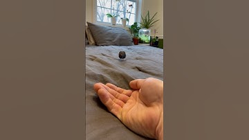 Meet Boots, my first house button quail 😂💙 #babyanimals #quail #cuteanimals