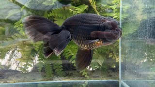 21158 black orchidtail ranchu
