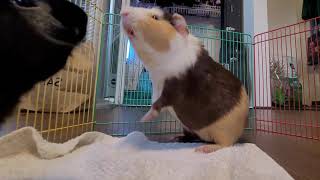 Two Angry Guinea Pigs Teeth Chattering
