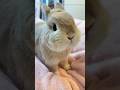 Adorable Bunny Eating Time #rabbit #bunny #cuteanimals #animalshorts #shorts #bunnyeating