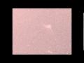 Komet Catalina 09.01.2016