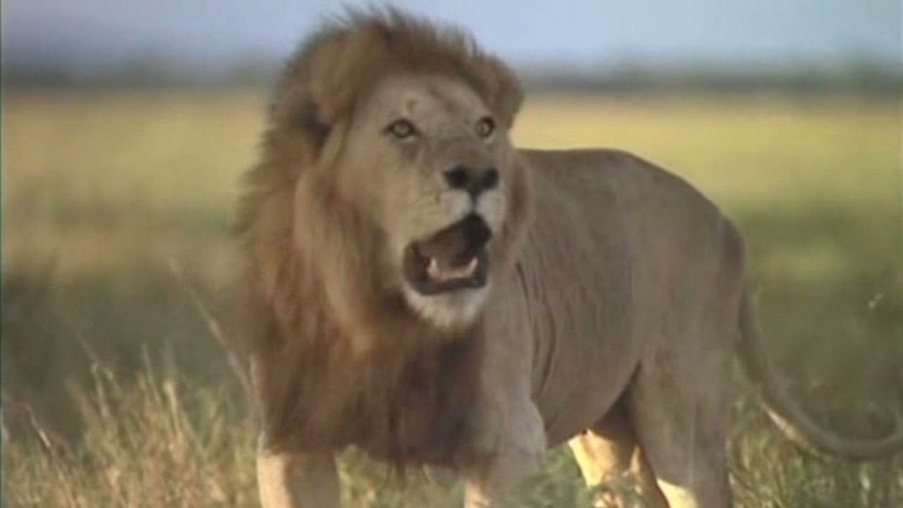 Ladysmith Black Mambazo - Mbube (The lion sleeps tonight)