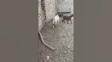 تلقيح زكر ماعز بور كلاسيك لانثي بور كلهاري ماعز بور الماعز الماعز البور 