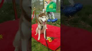 Husky Kai get Red Carpet Treatment 