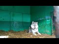 Волк прибывший из Вязники, Владимирской области