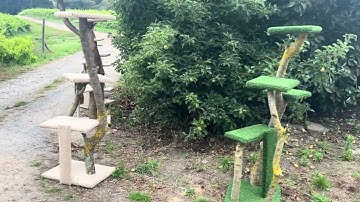 Cool Cat Scratching Posts - Nathan Thomas Carpenter Builder Willunga