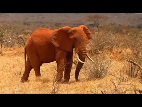 Video: Folgen Sie Diesem Mitfühlenden Abenteuer In Kenia - Matador Network