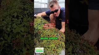 🚨 50% OFF 🚨 LUDWIGIA REPENS - Today Only (8/12/26)