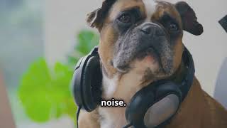 Keep Your Pet Calm During Fireworks!