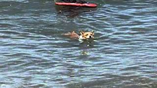 2/2 Haku in Montauk, NY, Summer 2010