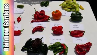Part 2: Second GreenStalk Pepper Harvest, 2021 Pepper Harvest Series! Growing Peppers Vertically
The vertical gardens are keeping me busy for sure! I finally have some beautiful peppers ripening to red. Get $10.00 off purchases of $75 or more, use my code, rainbowgardens, at checkout.
Link to GreenStalk website: https://greenstalkgarden.com/?rstr=RAINBOWGARDENS
When you visit their website, sign up for the newsletter so you will receive the latest deals!
I receive a commission when you use my information to purchase through their website. Thank you so much for your support!
Learn more about what I have grown in Greenstalks! My Green Stalk Video Playlist: https://www.youtube.com/watch?v=ksc9UvMBw-4&list=PLHqRalqOVeFyGsiLU-M2wgCAGu6cOn-K0
Subscribe to my channel here: https://www.youtube.com/user/dylan14570
When you subscribe, please make sure to click the bell to the right of the subscribe button to receive notifications for my channel. If you select All, you will be notified of new videos and behind the scene updates.
Paid Promotion disclaimer: Per You Tube policies, I am required to disclose my video as a paid promotion if anything in the video was given to me at no charge by a third party. GreenStalk provided me with the vertical gardens and accessories shown in my videos. I am recording video footage of the different herbs and vegetables I grow so you can see how easy it is!
Please feel free to shop at my Amazon store for gardening, cooking, emergency preparedness, health & beauty, home and kitchen goods, and so much more!
https://www.amazon.com/shop/rainbowgardens
As an Amazon Associate I earn from qualifying purchases and thank you for your support! When visiting my store, feel free to hit the follow button while your over there.
I create all components of the video with the exception of the music. I do all of the gardening, research, videography, editing, lighting, audio, uploads, and recipe creation (unless otherwise noted).
It is your responsibility to evaluate the accuracy, timeliness, completeness, or usefulness of the content, instructions and advice contained in my videos. I am not liable for any loss or damage caused by your reliance on anything contained in my videos. Some of the links provided are a result of my participation in the Amazon Services LLC Associates Program and the GreenStalk Associate Program, affiliate marketing programs designed to provide a means for me to earn fees by linking to Amazon.com and Greenstalk.com.
#greenstalk Part 2: Second GreenStalk Pepper Harvest, 2021 Pepper Harvest Series! Growing Peppers Vertically
