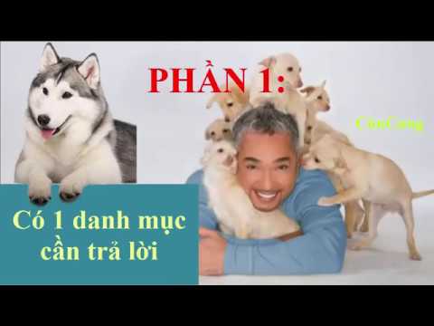 Video: Làm Thế Nào để Nuôi Một Con Chó Hoàn Hảo