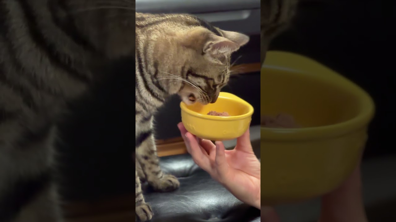 猫トラジ㊗️誕生日1歳🎂記念贅沢フード［後編］ #猫 #cat #猫のいる暮らし
