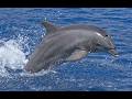Reading With MickeySans Part 111 Bottlenose Dolphins