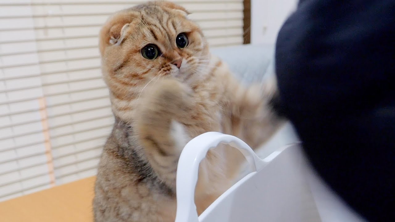 Этот котенок был таким милым, он так старался помочь со стиркой!