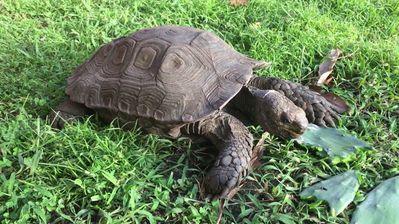 Burmese Brown Mountain Tortoise