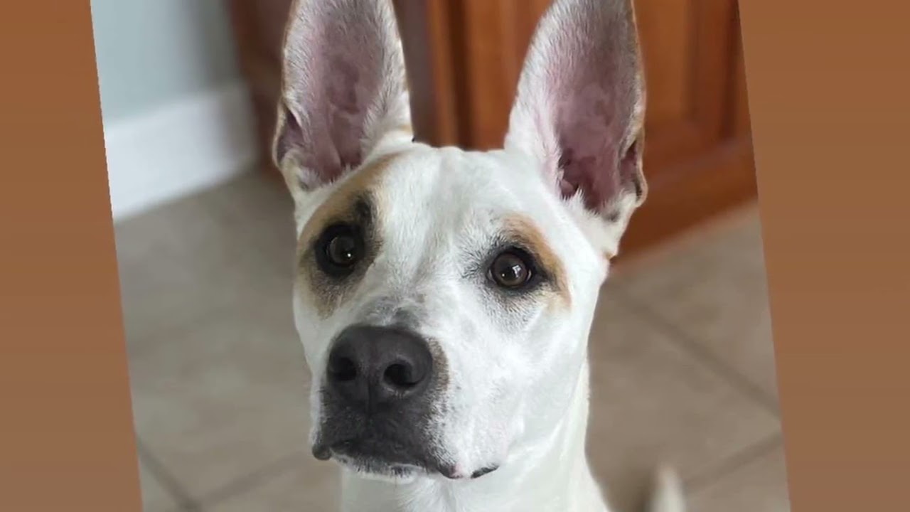 Millie is available for adoption