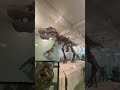 Tyrannosaurus Rex@American Museum of Natural History | New York | #Shorts | Cool Places