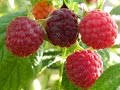 RASPBERRIES - HOW TO TRAIN AND PRUNE