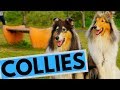 Rough and Smooth Collie - Difference - Temperament - Interesting Facts