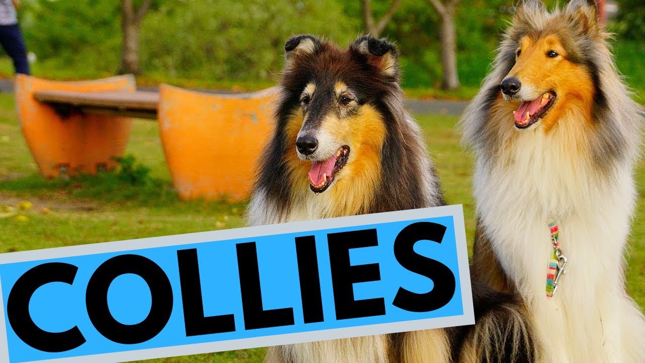 smooth collie pictures