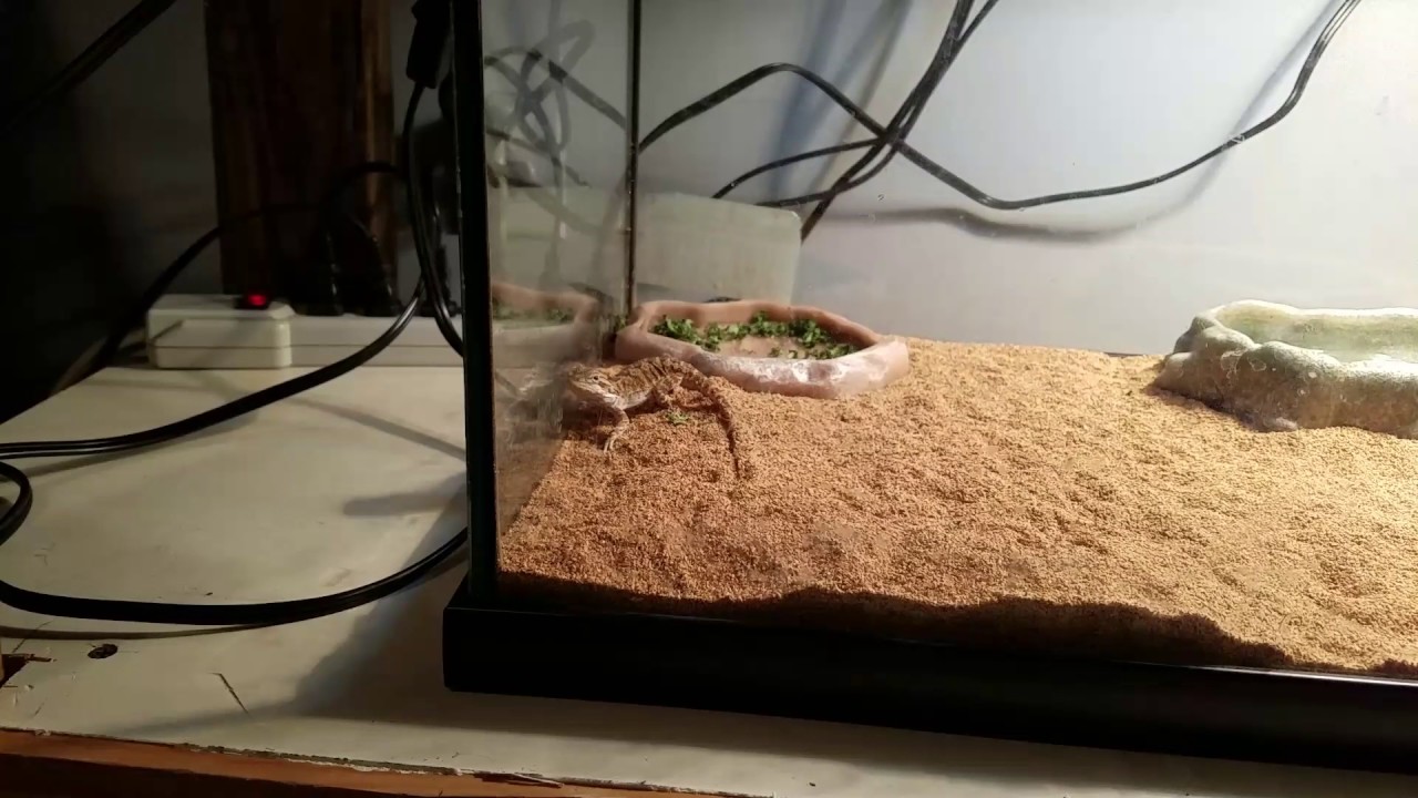 New Bearded Dragon Glass Surfing YouTube
