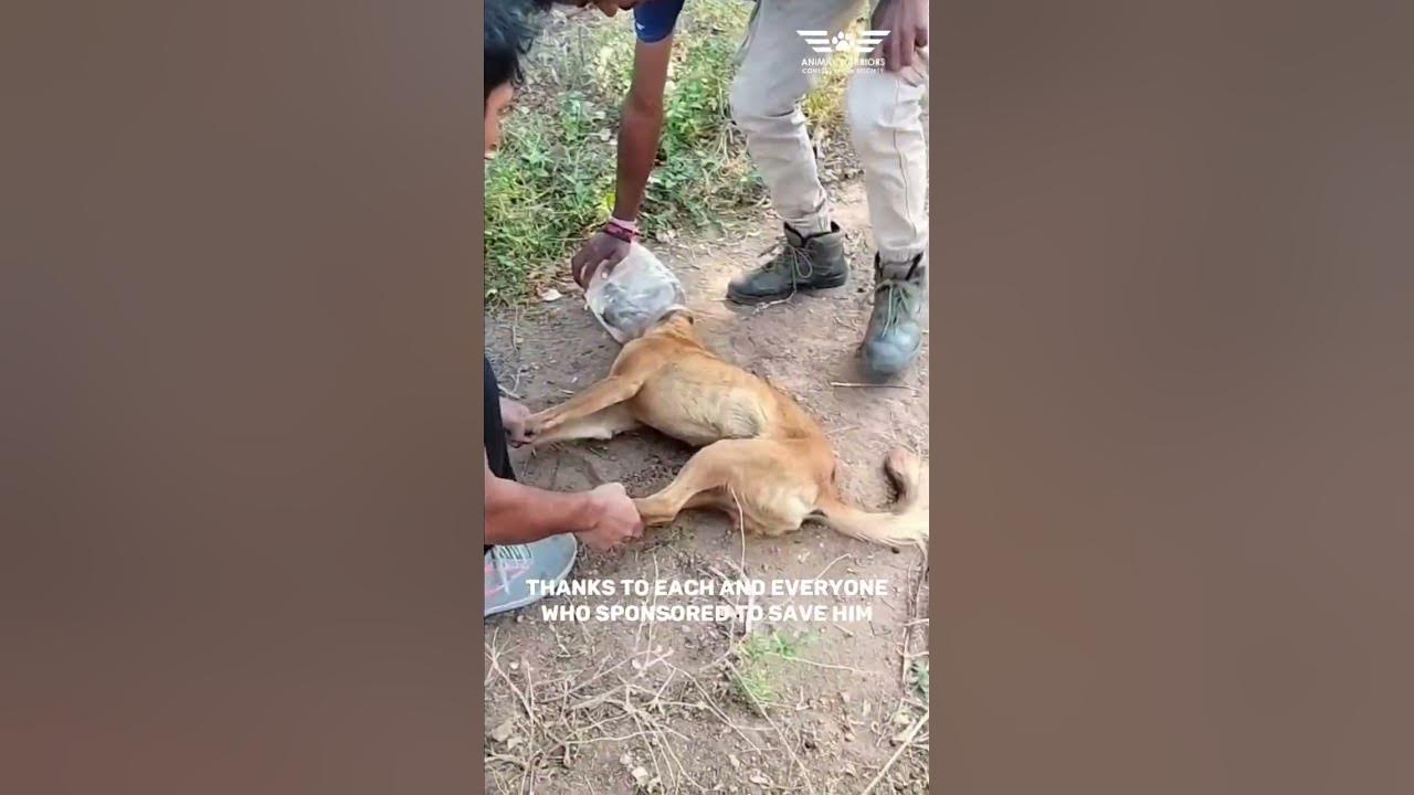 Animal rescue in Hyderabad A Heartfelt Rescue Your Sponsorship Saves