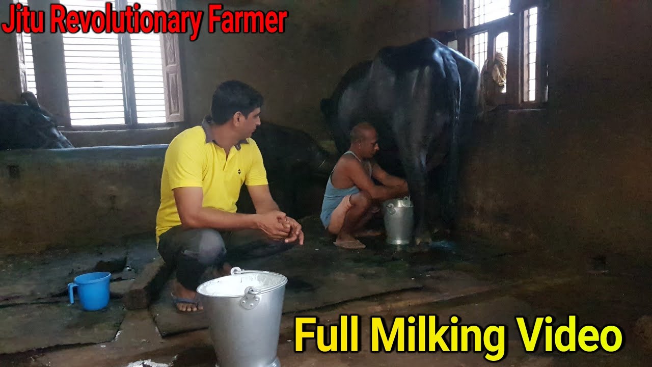 👍Super Murrah Buffalo -Full Milking Video@ Ravinder Maan Farm.👍